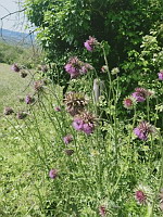 Chardon penche (photo Mrugala F., Venerieu, mai 2024)(2)